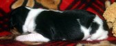 Enlarge photo 52