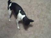 Enlarge WMV 7