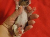 Enlarge photo 34