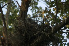 Enlarge photo 160