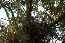 Enlarge photo 162