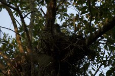 Enlarge photo 164