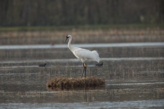 Enlarge photo 38
