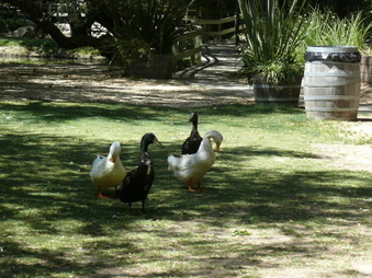 Enlarge photo 37