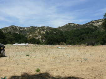 Rustic Oaks
