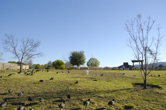 Enlarge photo 10