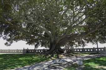 Enlarge photo 113