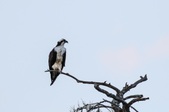 Birdfest 2018 Other Tours