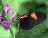Butterflies