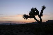 Joshua Tree