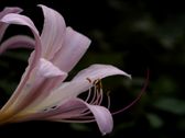 Magic Lilies