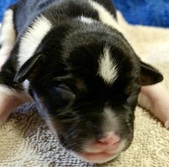 BINGHAM'S RAT TERRIERS - TUCKER / TESSA