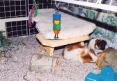 Enlarge photo 10
