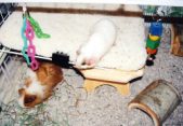 Stool Tunnel & Grid Platform by Kathy
