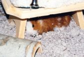 Enlarge photo 17