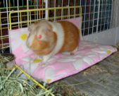 Enlarge photo 11