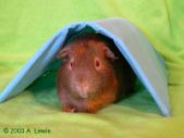 Fabric-Covered Tunnel by LilyGrace