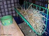Hanging-Grid Hayracks by LilyGrace