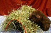 Hay Tunnel by LilyGrace