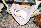 Hammock, Tunnel, & Pouch by Kathy