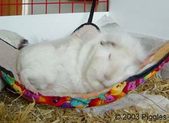 Hammock by Piggles