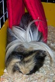 Sling Hammock by Stormy