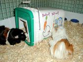 Pig Houses by TexCavy