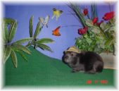 Enlarge photo 6