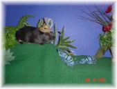 Enlarge photo 8