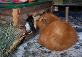 Enlarge photo 38
