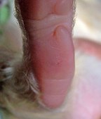 Enlarge photo 16