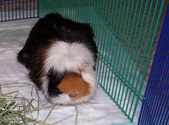 Enlarge photo 8