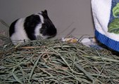 Enlarge photo 2