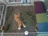Enlarge WMV 5