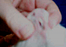 Enlarge photo 18
