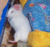 Enlarge photo 11