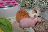 Enlarge photo 7