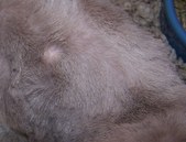Enlarge photo 32