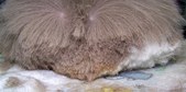 Enlarge photo 59