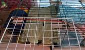 Enlarge photo 11