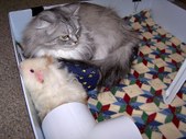 Enlarge photo 32