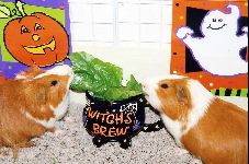 Halloween: Witch's Brew by Kathy