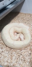 2021 Sharp Sunglow × IMG Jungle Litter