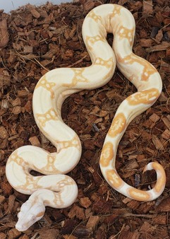 2019 Boas