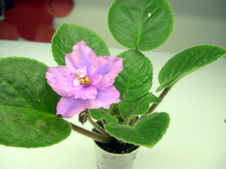 Enlarge photo 48