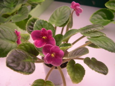 Enlarge photo 25