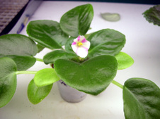 Enlarge photo 27