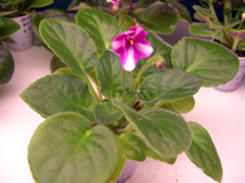 Enlarge photo 31