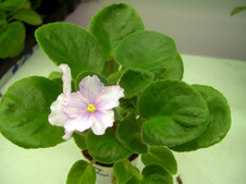 Enlarge photo 37