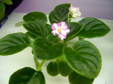 Enlarge photo 38